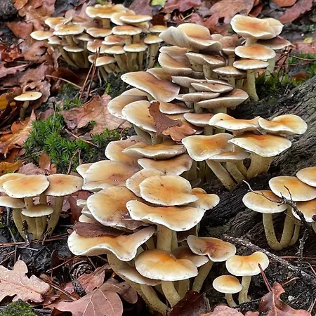 De 4 Seizoenen Bed & Breakfast Loenen