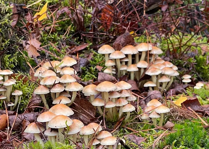 De 4 Seizoenen Bed and breakfast Loenen