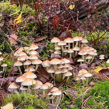 De 4 Seizoenen B&B 로넨