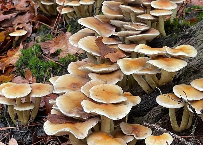 De 4 Seizoenen Bed & Breakfast Loenen